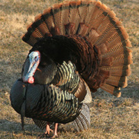 Voice Recognition Software