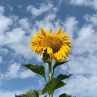 15min Lake Meditation