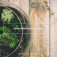 355: Understanding Root System