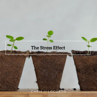 372: The Stress Effect