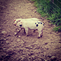 #InGoodTaste: Todenham Manor Farm