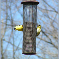 Episode 41 Ready, Set, Gauge!