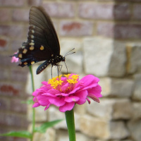 Episode 103 Hyla Brook