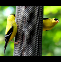 Episode 135 Its Shawl Week