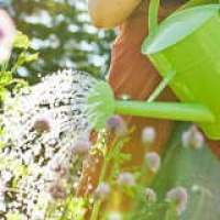 Bob Vila Radio: Going Green in the Garden