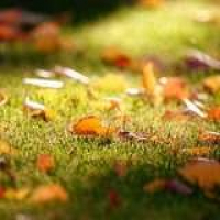 Bob Vila Radio: Fall Lawn Care
