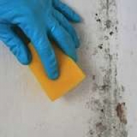 Bob Vila Radio: Dos and Donts of Mold Removal