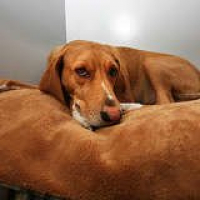 Bob Vila Radio: Dog Home Safety