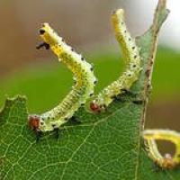 Bob Vila Radio: Integrated Pest Management