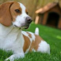 Bob Vila Radio: In the Doghouse