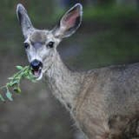 Bob Vila Radio: Stop Deer in Their Tracks