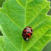 Bob Vila Radio: Gardening Greener