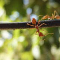 Bob Vila Radio: Extinguishing Fire Ants