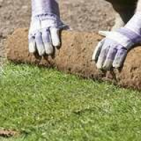 Bob Vila Radio: Sod Success