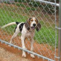 Bob Vila Radio: Dog Fences