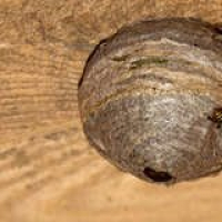 Bob Vila Radio: Bee  Wasp Control