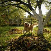 Bob Vila Radio: Planning a Pet-Friendly Yard