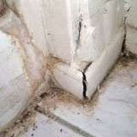 Bob Vila Radio: Mold Removal