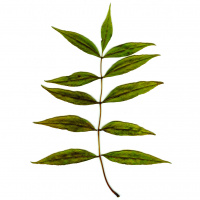 Location 8, Old Ford Lock- Greenway West: Track 1