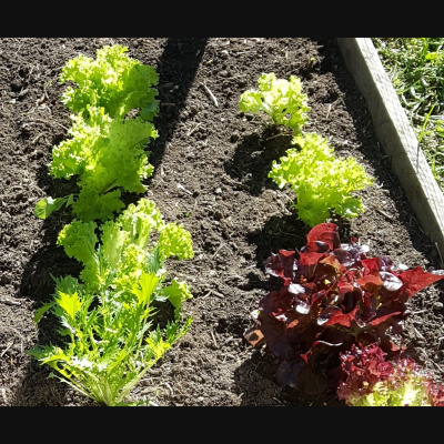 Suicide Prevention Australia