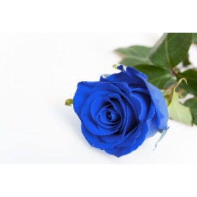 Blue Rose Bowen Therapy