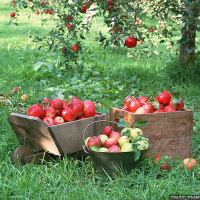 On the Grace of God  Apple Trees