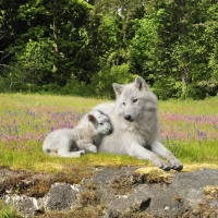 The World for Which We Were Made