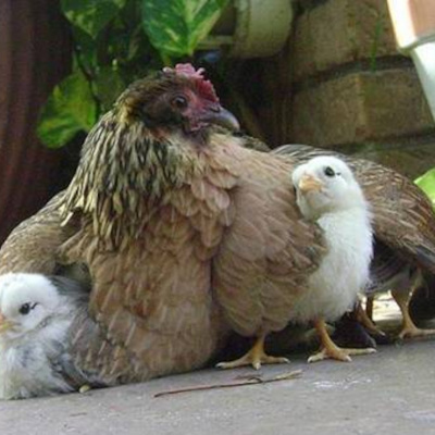 St. Francis Episcopal Church