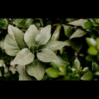 Benchmark 2: Pauls Great Commission