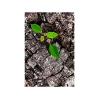 Beauty for Ashes - Part 2