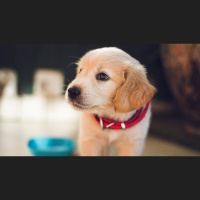 Do Pets Go to Heaven?