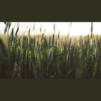 Who Is the Disciple Jesus Loved?