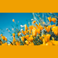 Is My Joy Essential in Glorifying God?