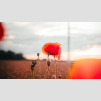 The Root of Beautiful Patience