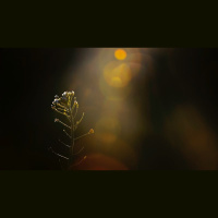 The Only Solution to Spiritual Blindness