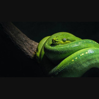 Why Does God Allow Satan to Live?