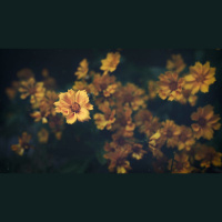 Does the Old Testament Alienate the Disabled?