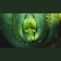 Did Adam and Eve Sin Before the Bite?