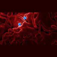 The God over Viruses