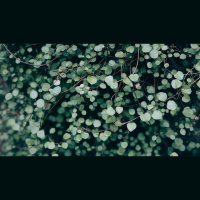 What Does It Mean to ‘Abide in Christ’?