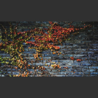 Does God Ever Soften a Heart He Has Hardened?