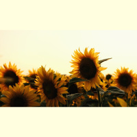 What Makes You Happiest?