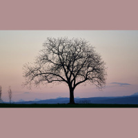 ‘Though He Slay Me’ — Why the Silence on This Verse?