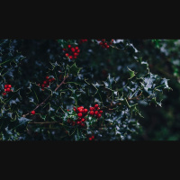 Does Christmas Create Racial Tensions?