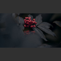 Can We Love Both God and Pleasure?