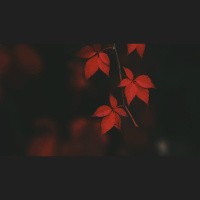 I Will Die Young — How Do I Fight for Hope?