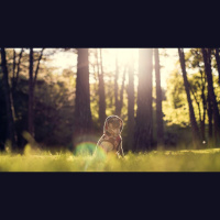 Do Pets Distract the Christian Life?