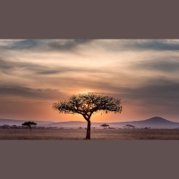 Why Have Africans Suffered So Much?