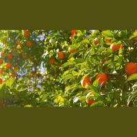 Does the First Sin Undermine Christian Hedonism?