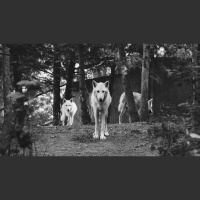 When Evangelical Leaders Toy with Truth